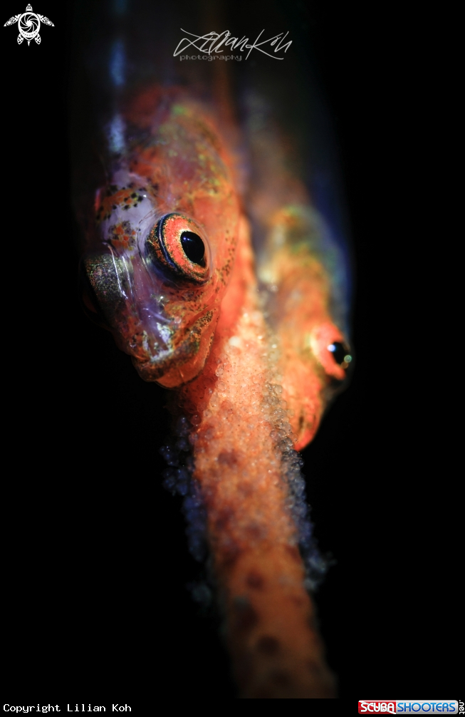 A Whip coral goby