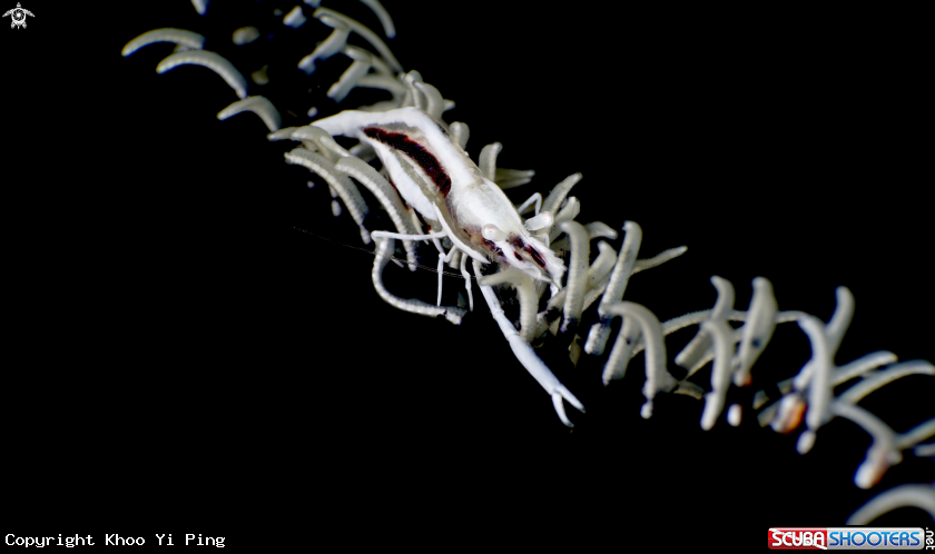 A Whip Coral Shrimp