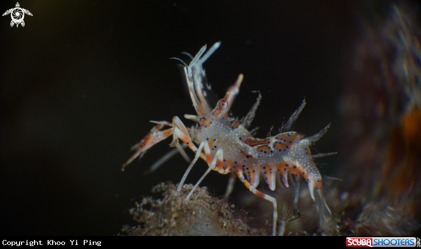 A Tiger Shrimp