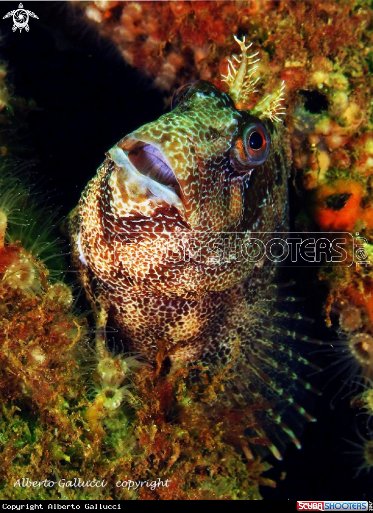 A underwater creature