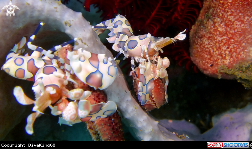 A Harlekin Garnele