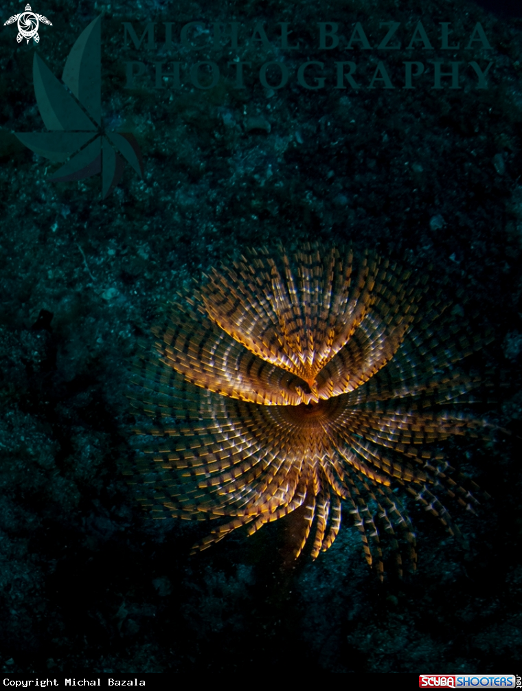 A feather duster worm