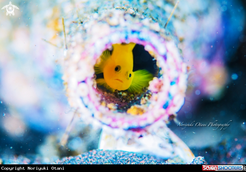 A Yellow pygmy-goby