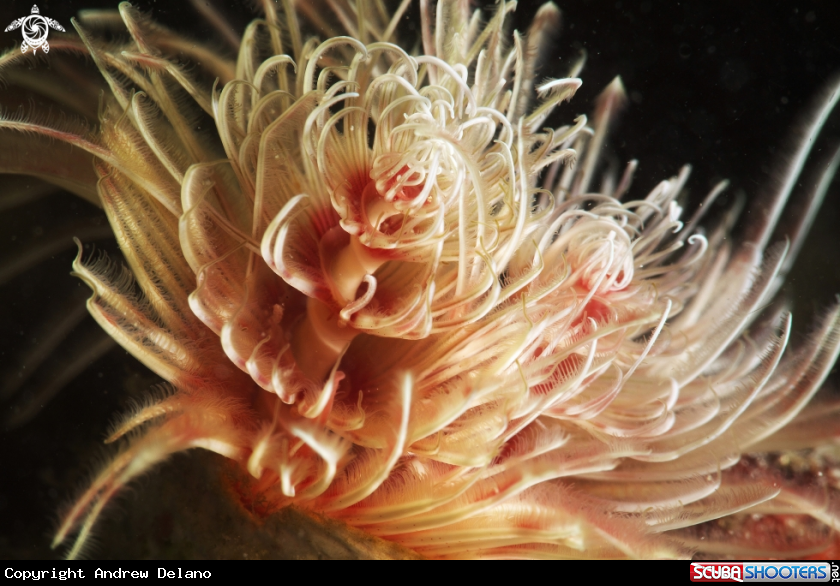 A Christmas Tree Worm