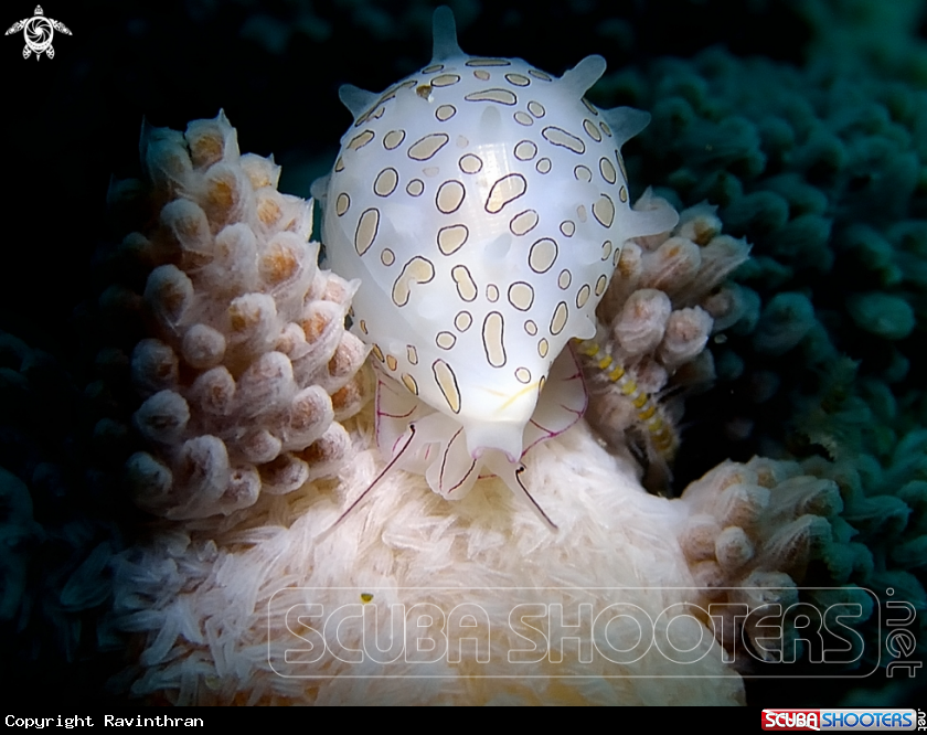 A Cowries