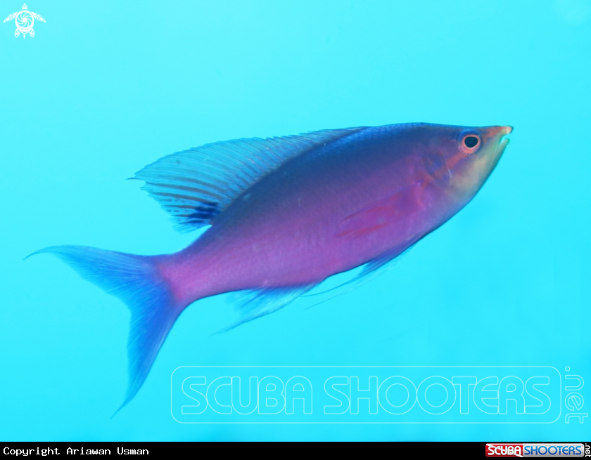 A Anthias