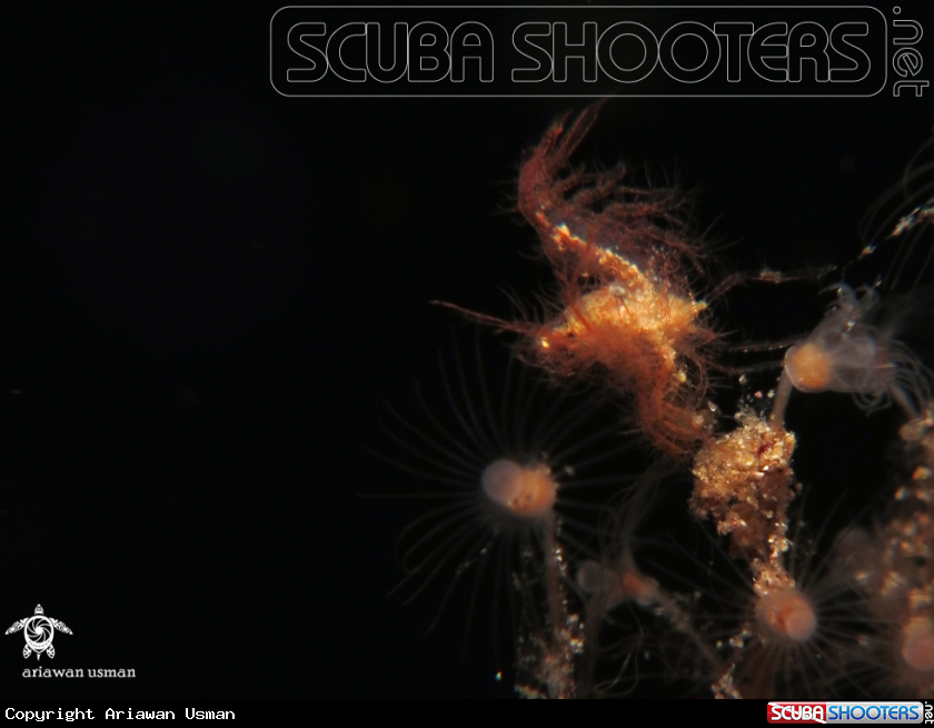A Hairy Shrimp