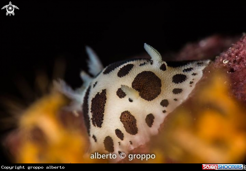 A Vacchetta di mare