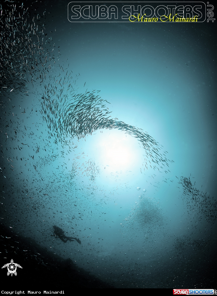 A Silverfish and diver