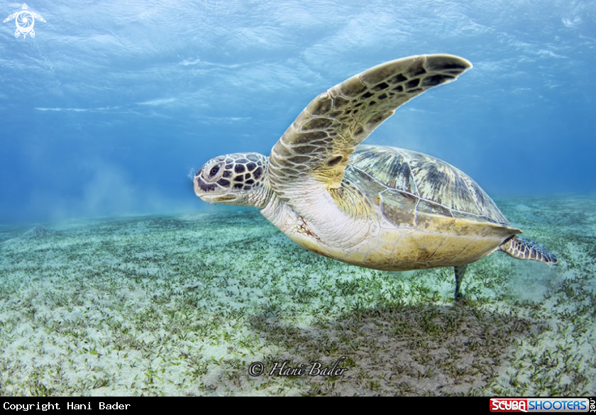 A green turtle