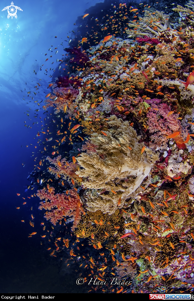 A coral reef