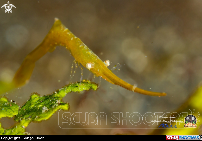 A Tozuma shrimp