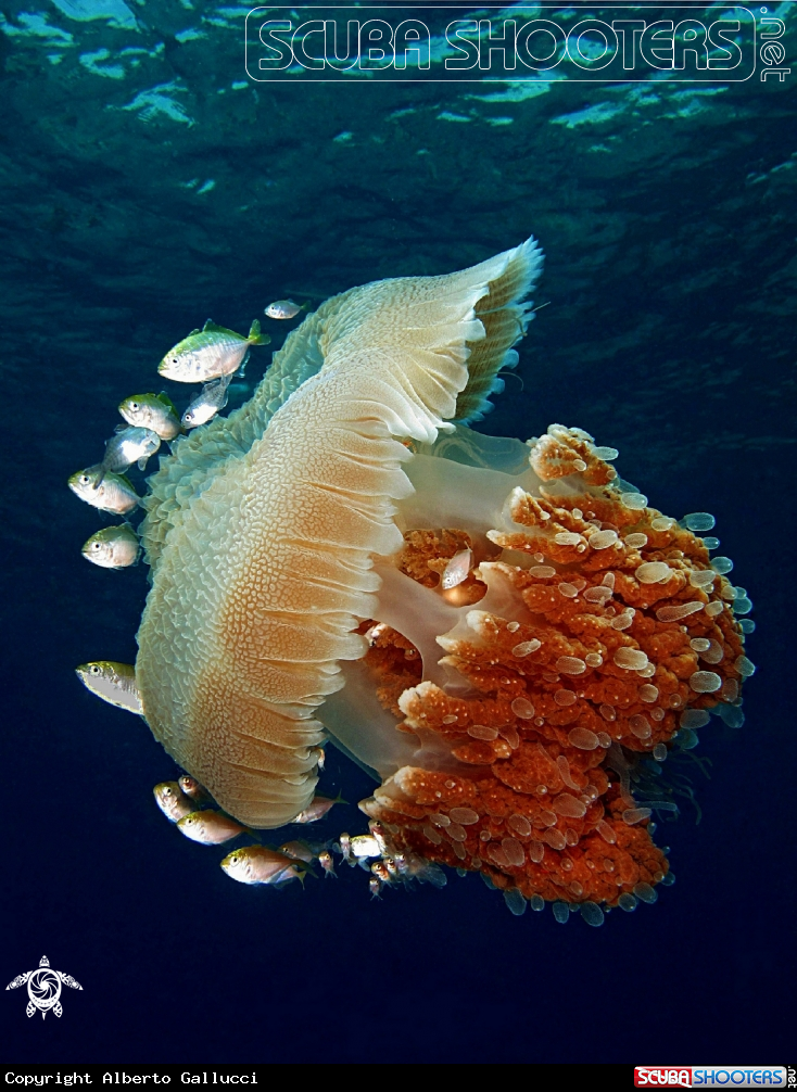 A Indopacific jellyfish