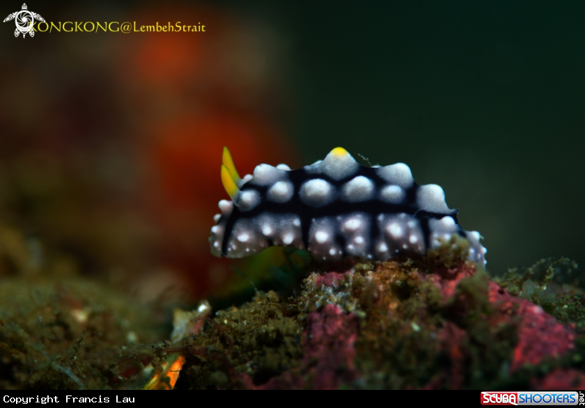 A Nudibranch