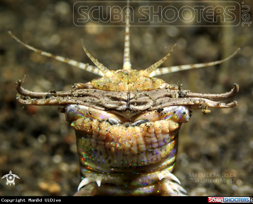 A Bobbit worm