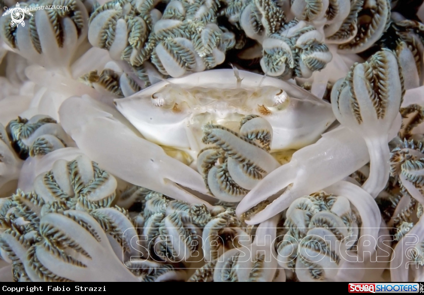 A underwater creature