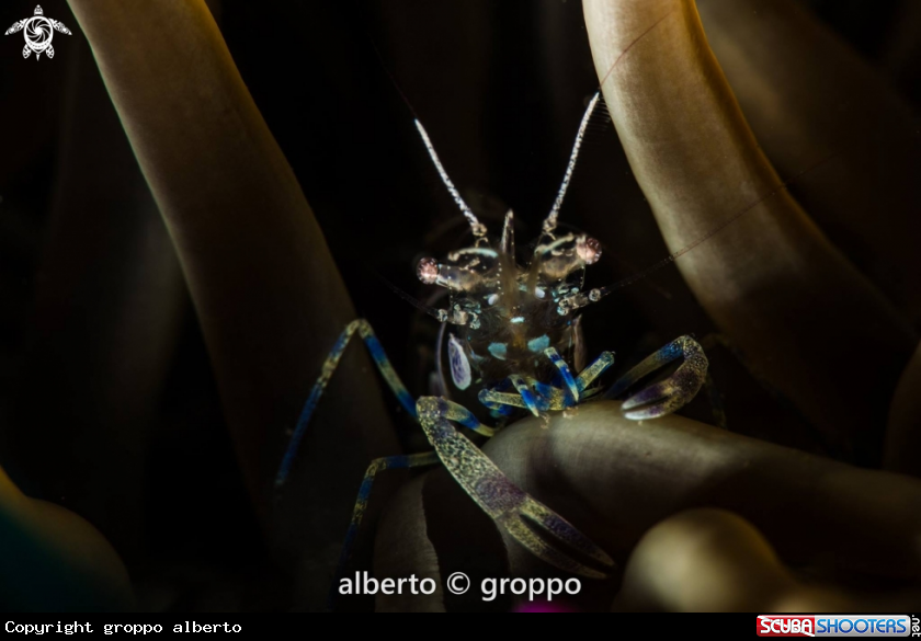 A Gamberetto 