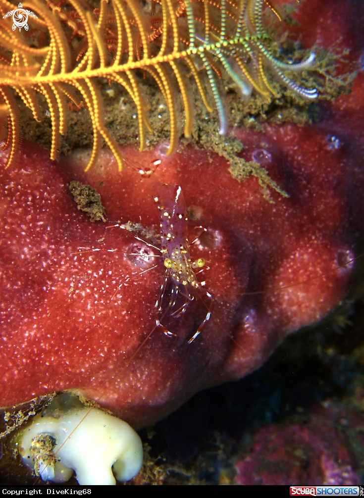 A Clear Cleaner Shrimp