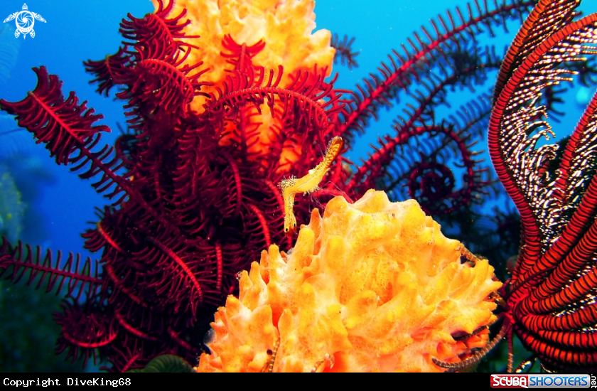 A Felsengarnele / Donald Duck Shrimp