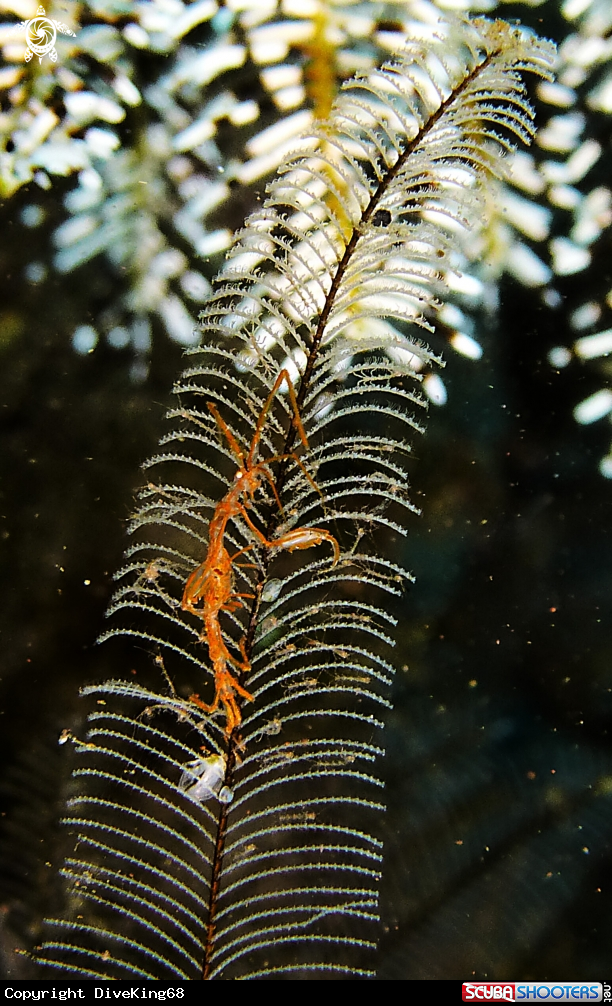 A Skeleton Shrimp