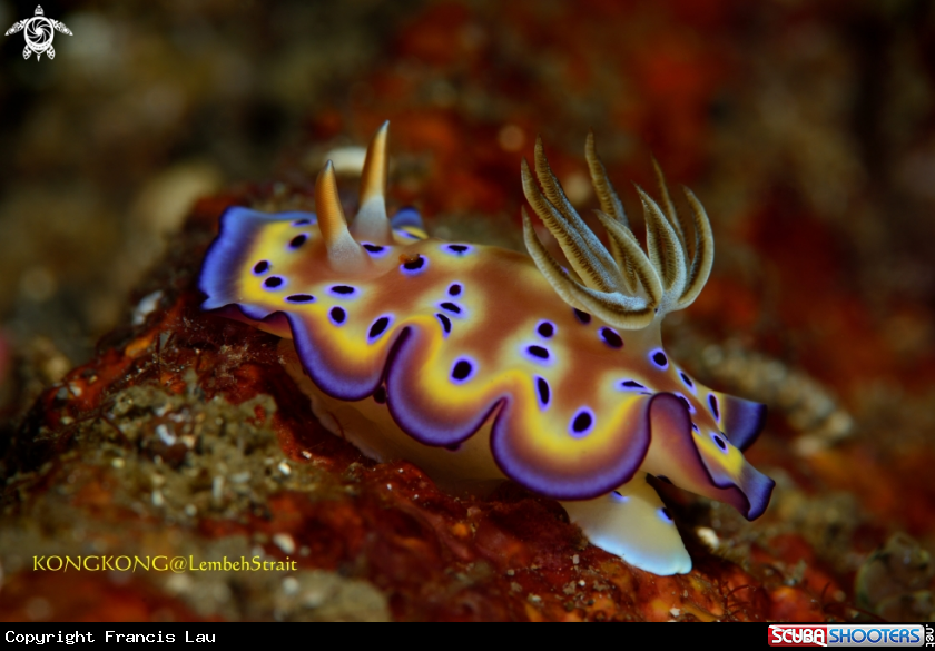 A Nudibranch