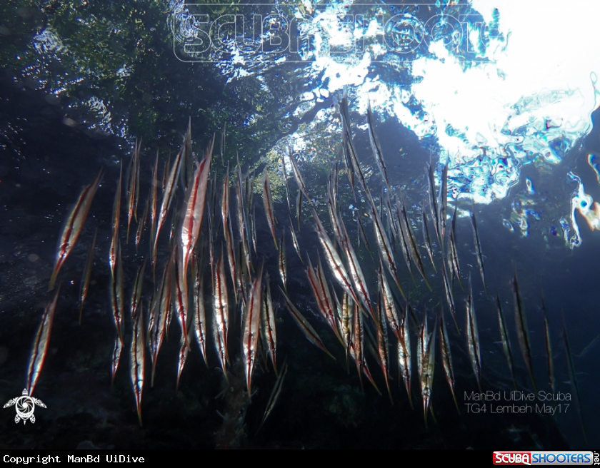 A Razor Fish