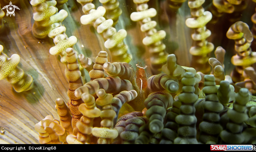 A Anemone Shrimp