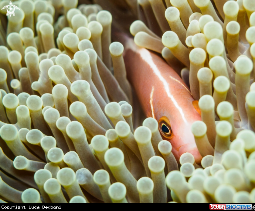 A Clownfish