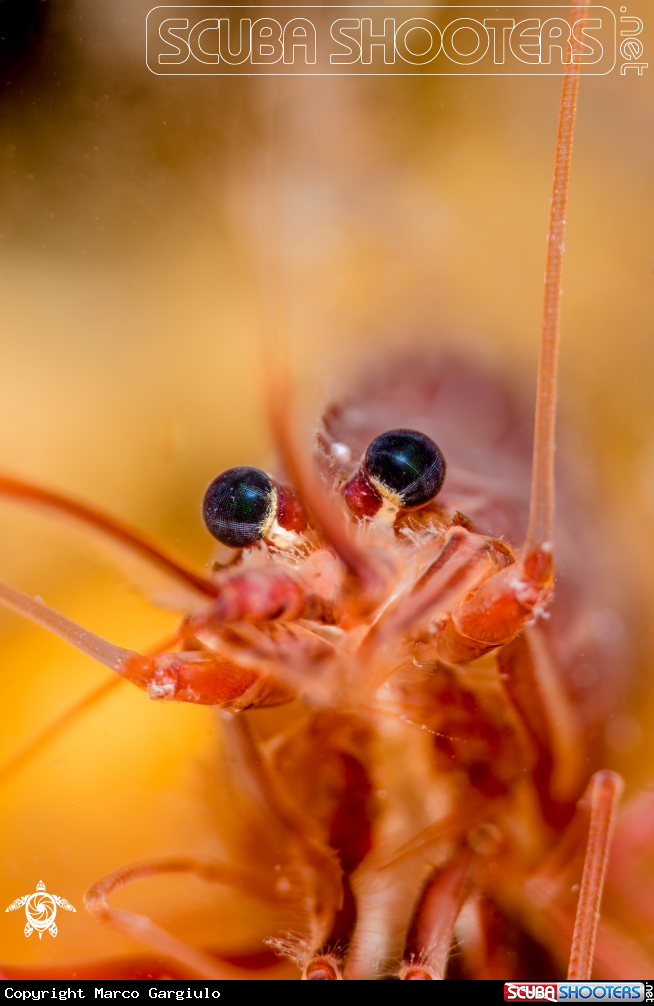 A Lysmata