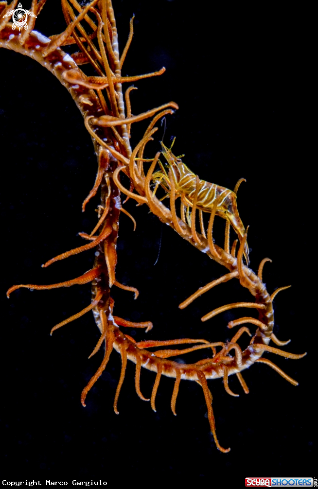 A Ghost Shrimp