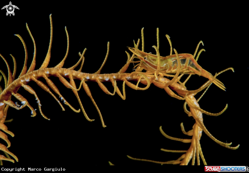 A Ghost Shrimp