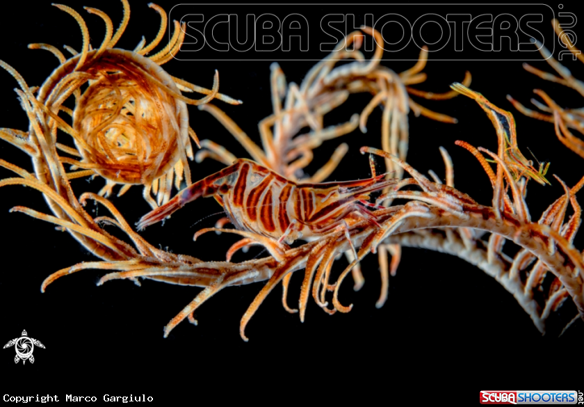 A Ghost Shrimp