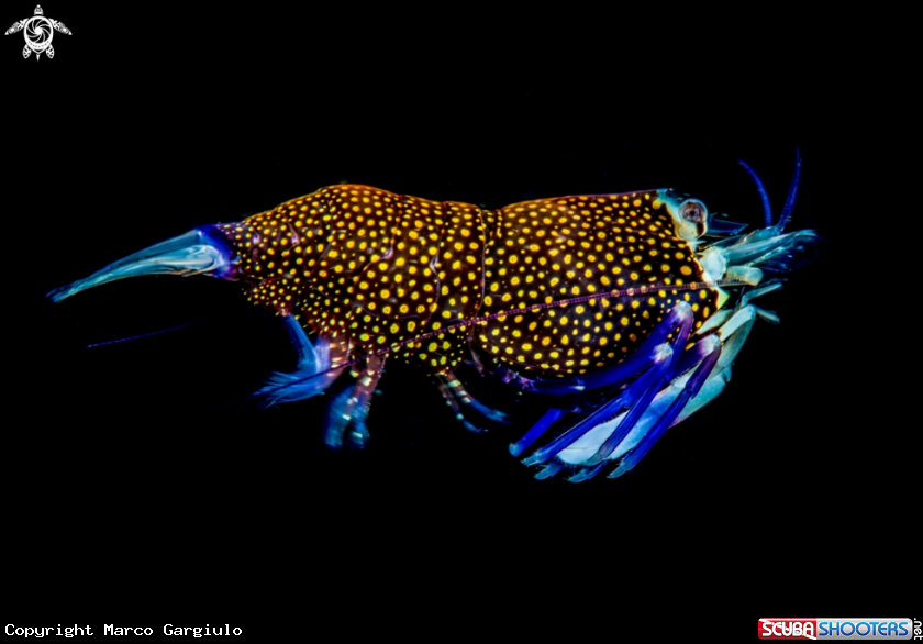 A Bumblebee shrimp