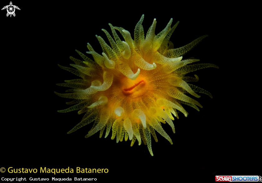 A Leptosammia pruvoti