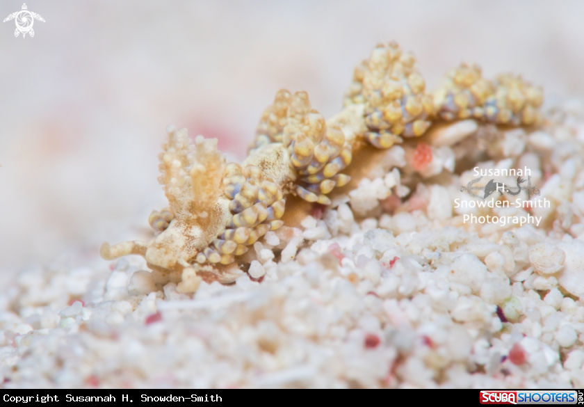 A Nudibranch