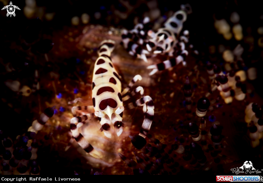 A Coleman Shrimp