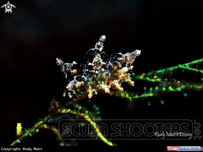 A Eubranchus 