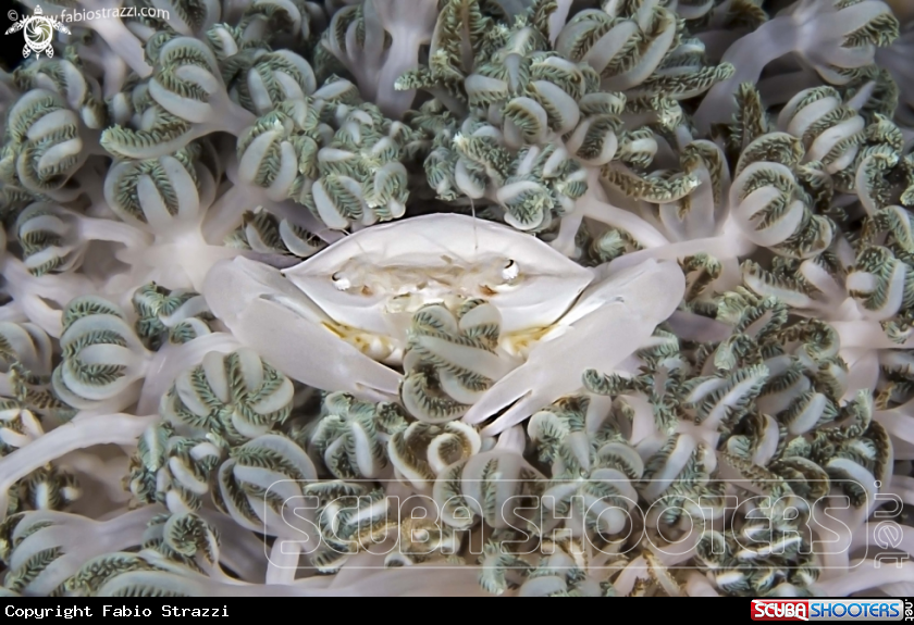 A underwater creature