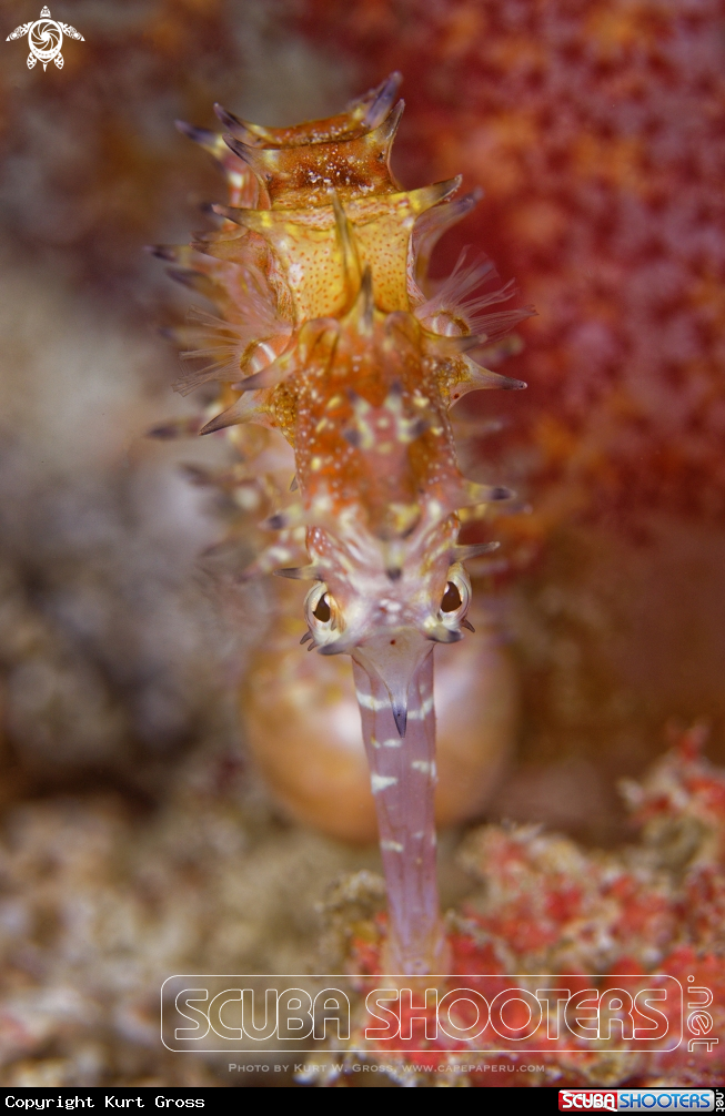 A Seahorse