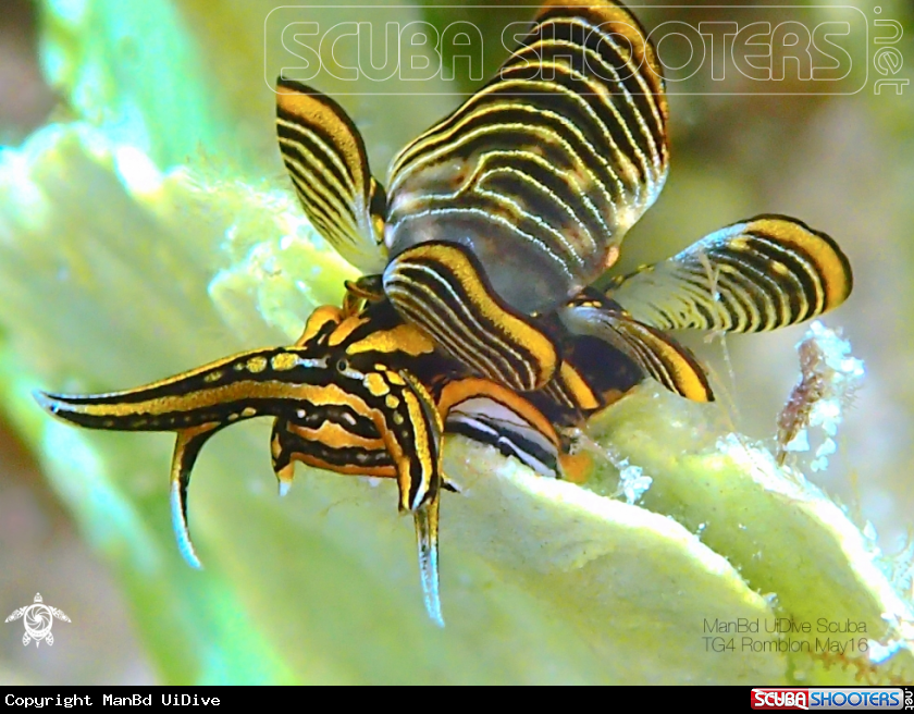 A Nudibranch