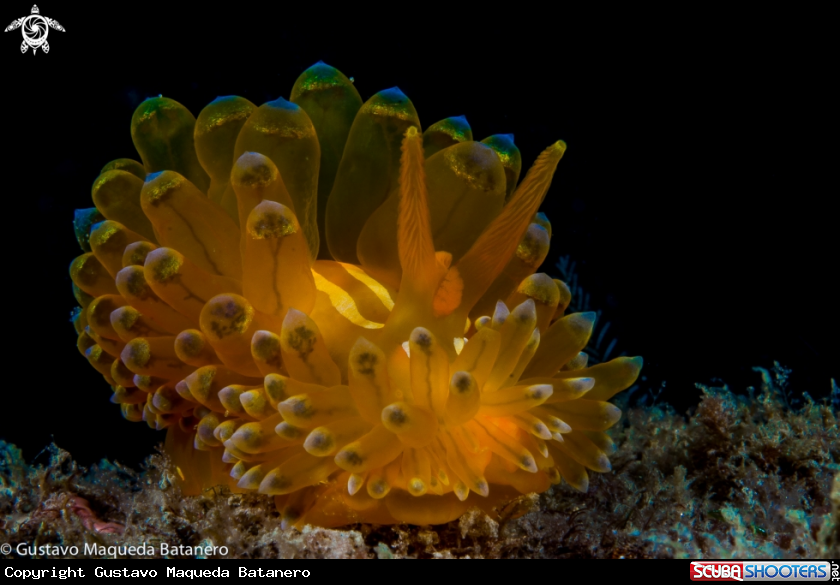 A Janolus cristatus