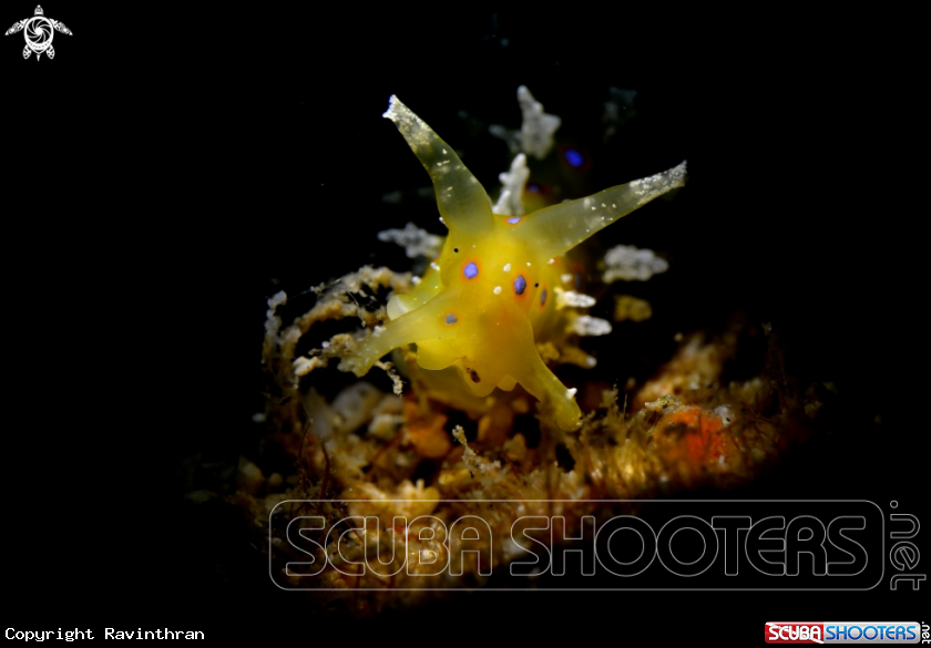 A Nudibranch