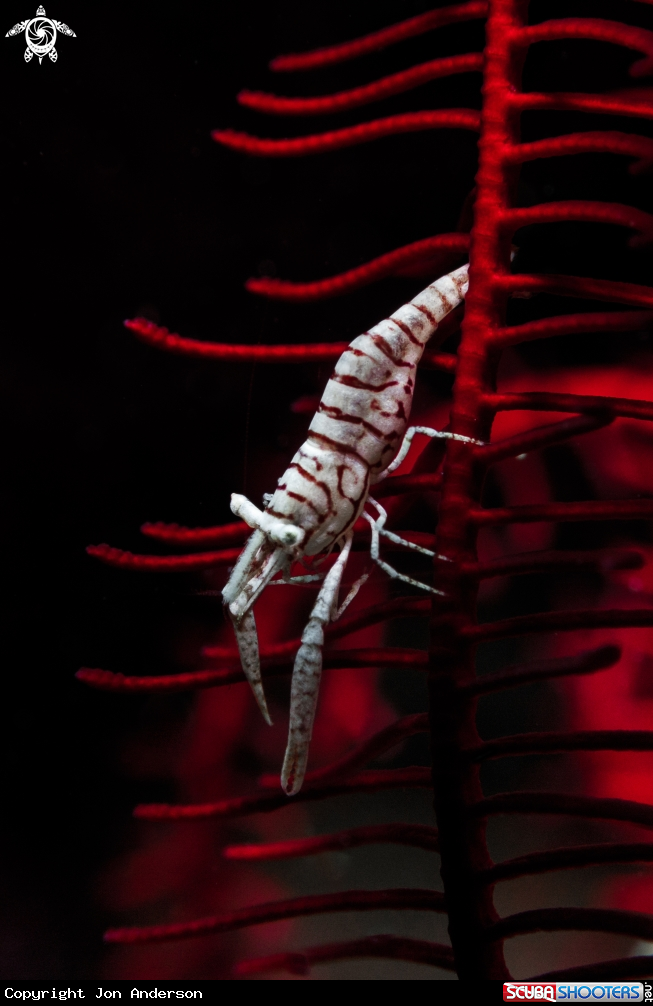 A Crinoid Shrimp 