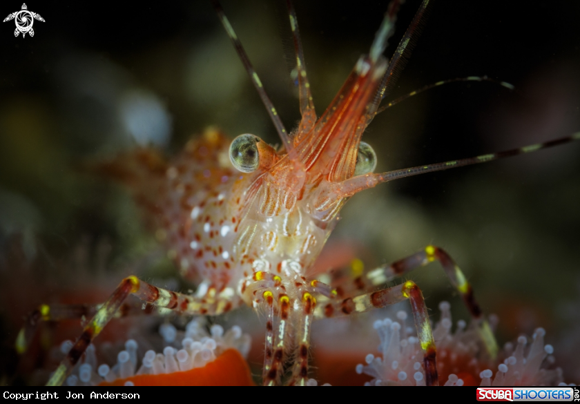 A Dock Shrimp