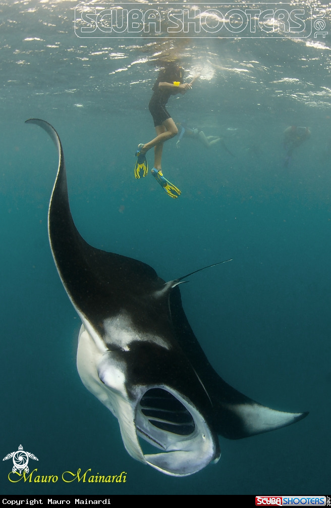 A Mantas