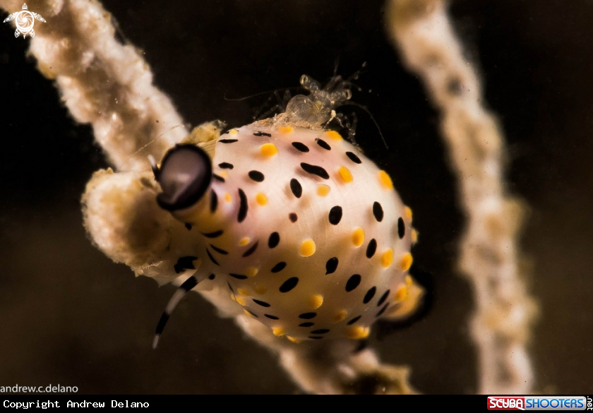 A Cowrie (with Shrimp)