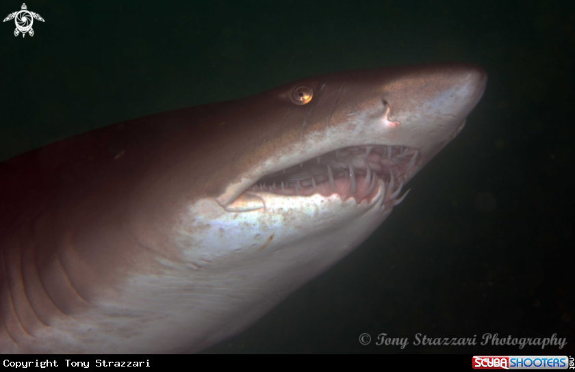 A Grey Nurse Shark