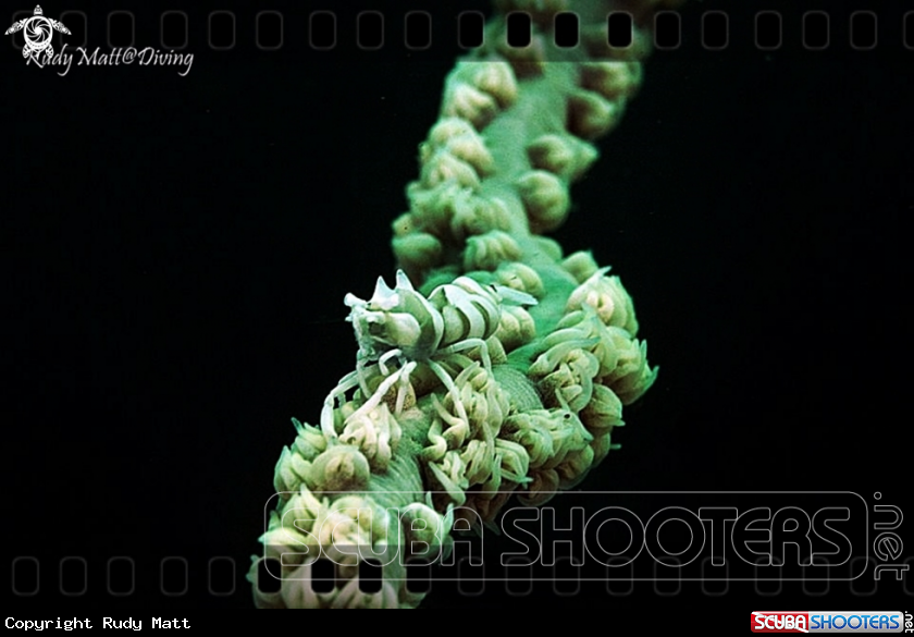A whip shrimp