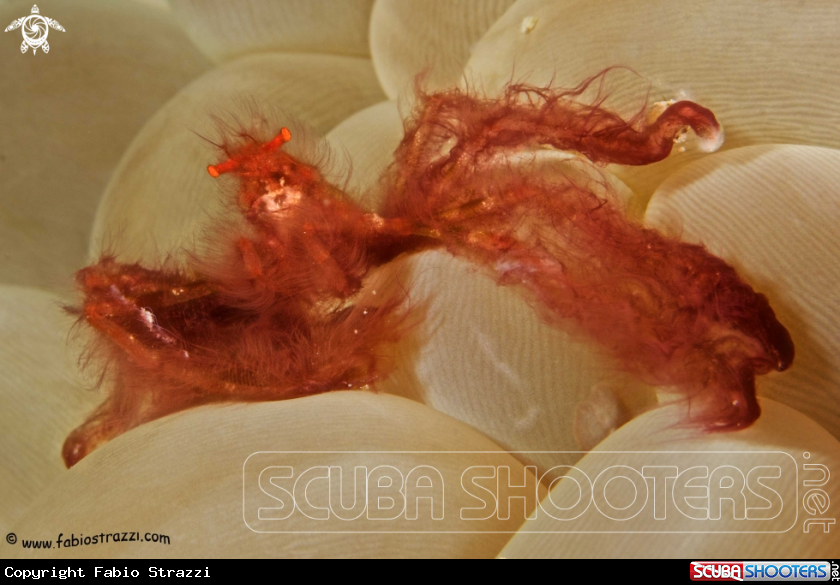 A Uran Utan Crab