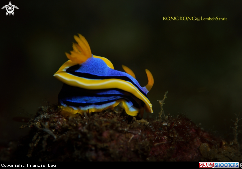 A Nudibranch